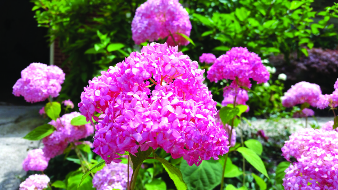 Valley Grows Q and A Why did my hydrangea fail to bloom? News